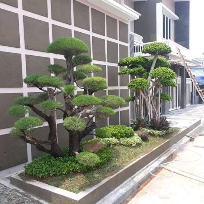 PREMIUM pembuatan taman hias bonsai cemara udang super mewah & bonsai elegend