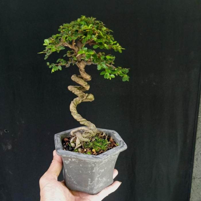 PREMIUM ulmus micro bonsai