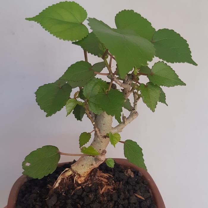 PREMIUM Bonsai Mame Waru Taiwan Bogel + Pot Keramik