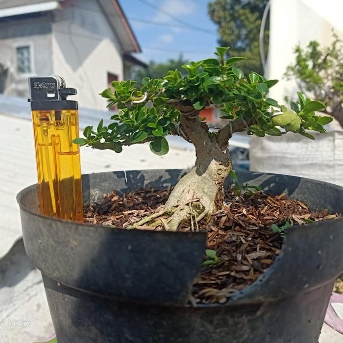 PREMIUM bonsai sancang jadi