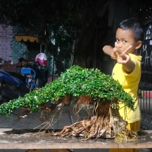 PREMIUM bonsai /pohon aquascape/aquarium doyong jumbo angker