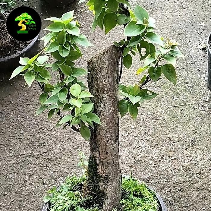PREMIUM bonsai bougenville singapore original