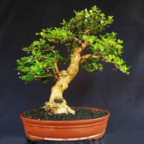 PREMIUM bonsai hokiantea, Carmona retusa, sudah jadi comel, GRATIS POT.