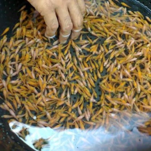 Pawretty- Ikan Mas Kecil Hidup Pakan Ikan Predator