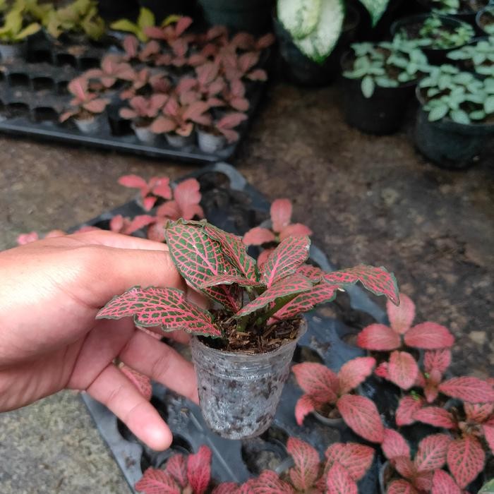 Ready Tanaman Hias Fittonia Merah / Fittonia Verschaffeltii Red Veins