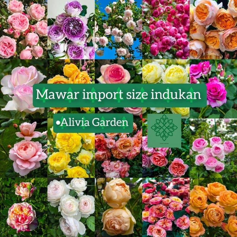 mawar indukan - tanaman mawar import indukan