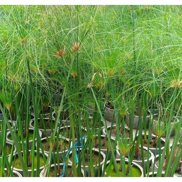 (Expert) Tanaman air draw papyrus giant