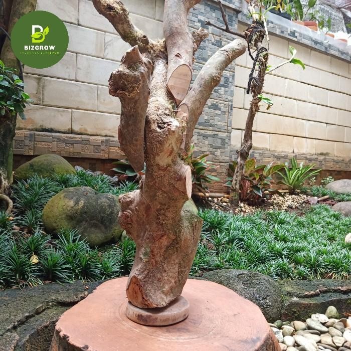 

BATANG KAYU KOPI ANGGREK