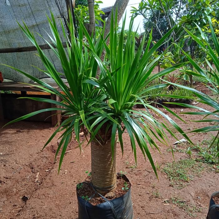 tanaman hias pandan Bali bercabang