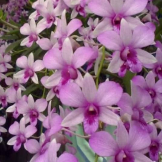 dendrobium mantangai+anggrek jadul+bunga wangi+harga murah berkwalitas