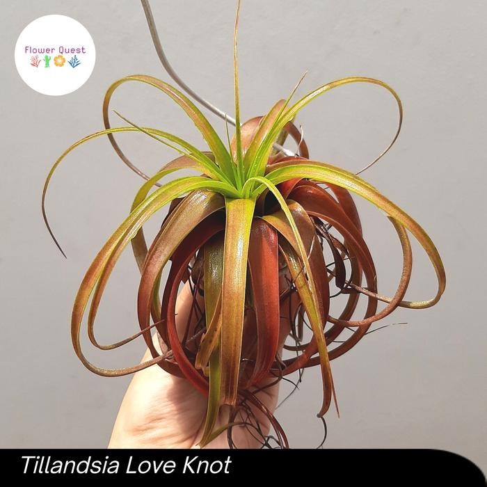 Tillandsia Love Knot - Airplant / Tillandsia Capitata x Streptophylla