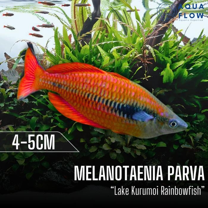 Ikan Rainbow Melanotaenia Parva "Lake Kurumoi" 4-5cm / ikan hias / rainbowfish / aquascape
