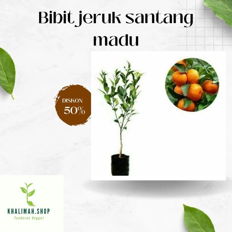 Bibit Jeruk Santang Madu Asli Valid