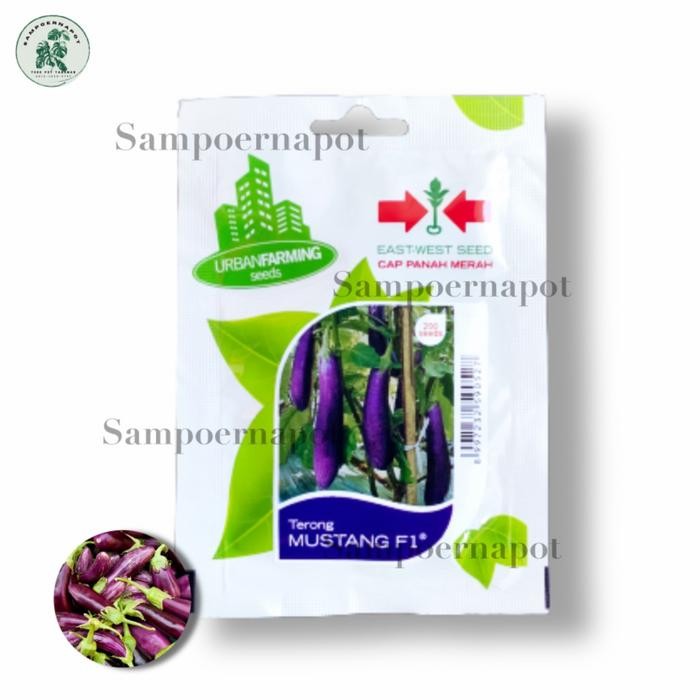 New benih bibit terong ungu Mustang f1 cap panah merah - TERONG MUSTANG F1