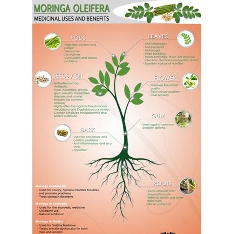 

MORIFA Biji Kelor Gundul Moringa Obat Herbal Alami Organik