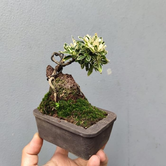 JTTOP" BONSAI MINI SHITO MELATI JEPANG OTR POT RANDOM