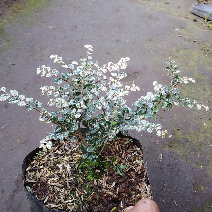 JTTOP" BAHAN BONSAI ULMUS SUPER MIKRO VARIEGATA