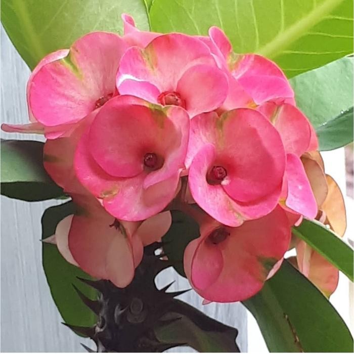 JTTOP" TANAMAN HIAS BUNGA EUPHORBIA - BUNGA EUPHORBIA PINK