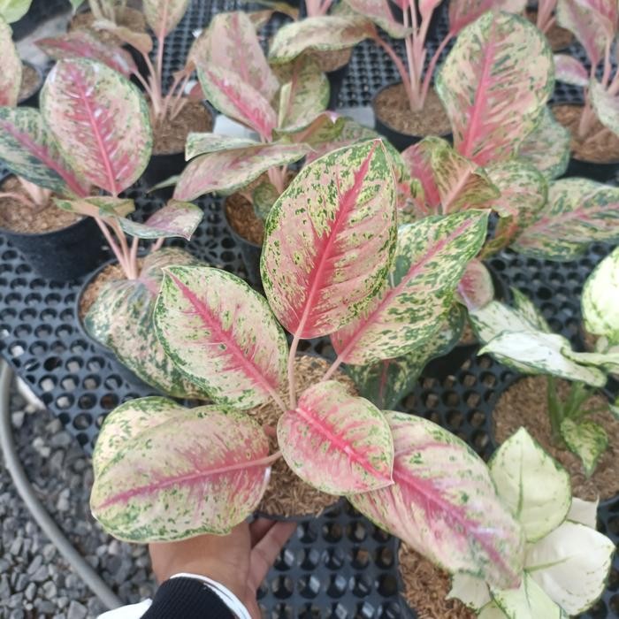 JTTOP" TANAMAN HIAS AGLONEMA SWEET DREAM - AGLONEMA SWEET DREAM - AGLONEMA