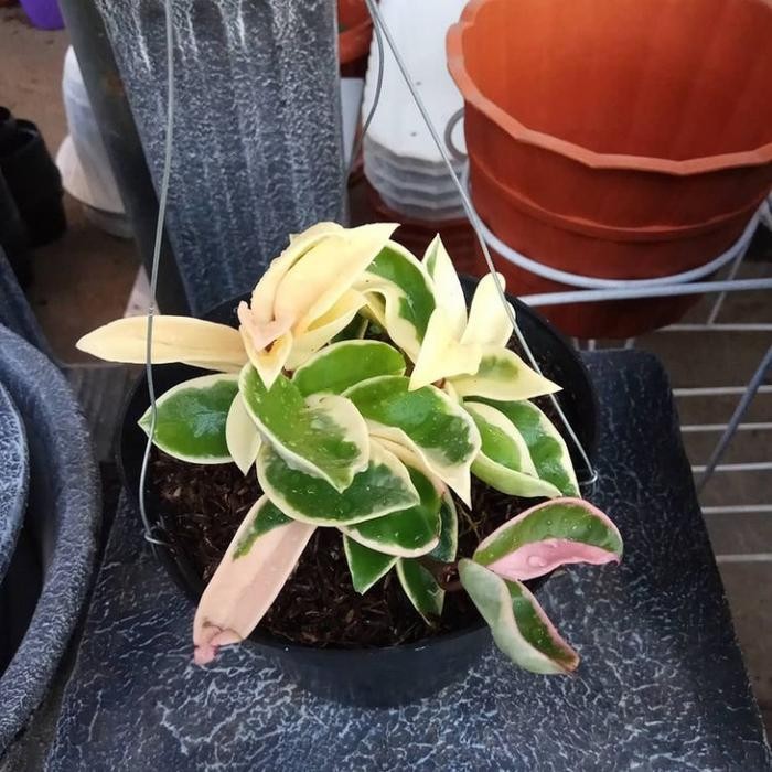 JTTOP" TANAMAN HIAS HOYA CORNOSA VARIGATA - HOYA TRICOLOR