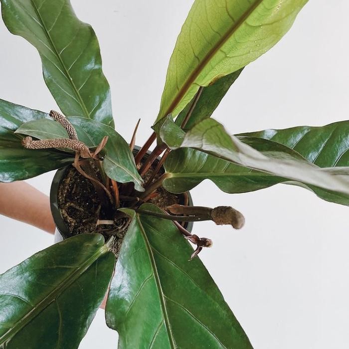 JTTOP" TANAMAN HIAS ANTHURIUM HOOKERI - BIBIT TANAMAN HIAS ANTHURIUM HOOKERI