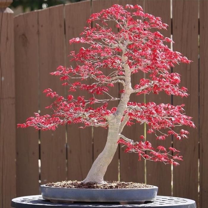 bahan bonsai red maple japanese impor