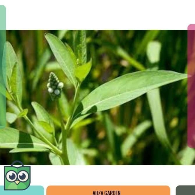 Memula - Bibit Gonda Benih Sayur Sayuran Buah Bunga Tanaman fres