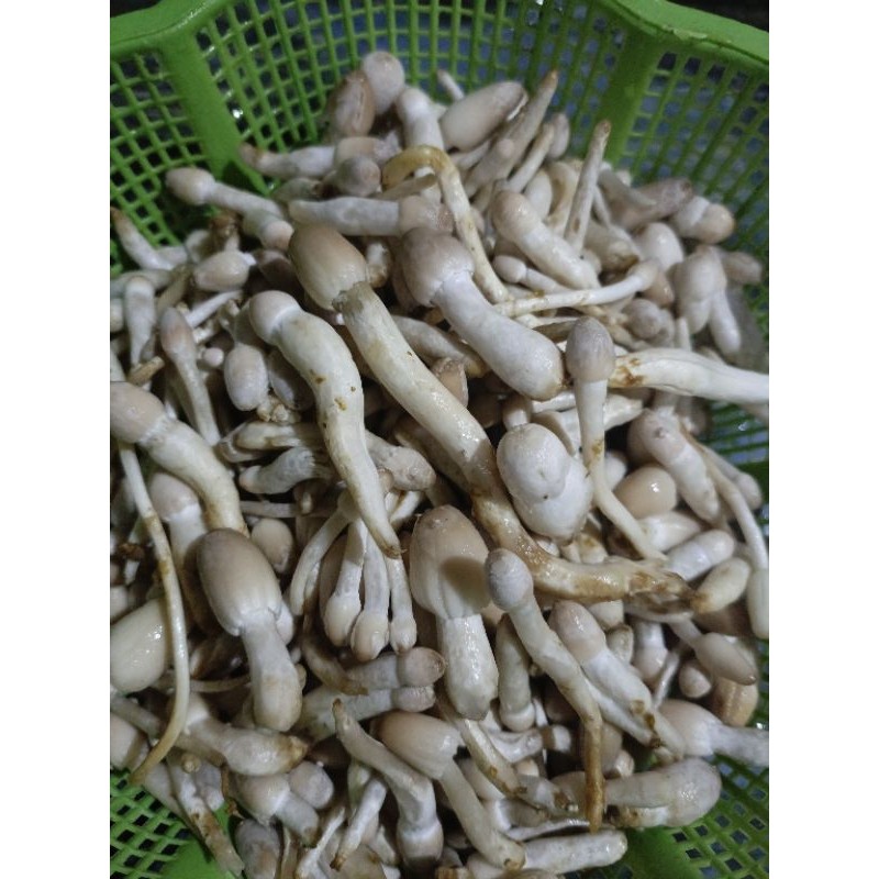 

Eumsig Bongja Kerupuk Jamur Janggel 120Gr