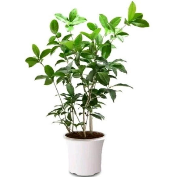 Bibit Tanaman Hias Sweet Osmanthus 40cm