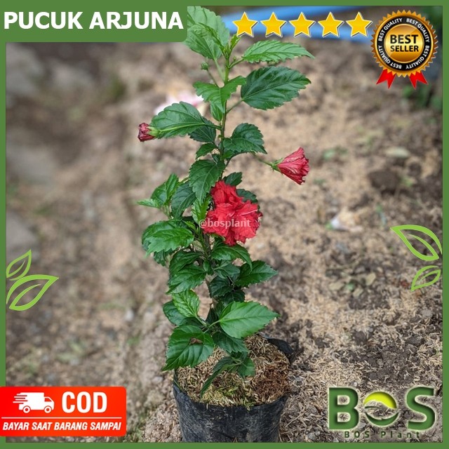 Bosplant - Tanaman Hias Pucuk Arjuna Bunga sepatu merah Bali / pucuk arjuna ( Hibiscus sp.)
