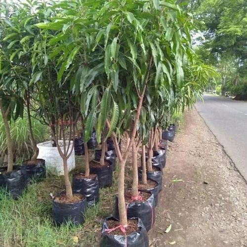 

Terlaris Bibit Mangga Miyazaki Red Golden Batang Besar Tinggi 1 Meter Lebih
