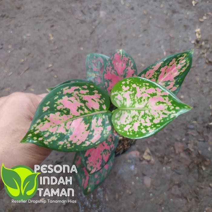 

Tanaman Hias Yang Bisa Hidup Di Air Aglonema Dud Anjamani