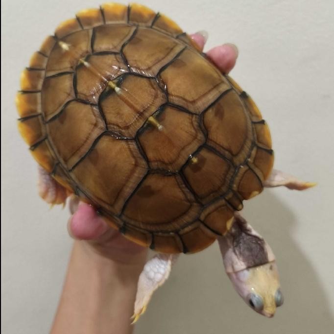 PREMIUM mainan kura air brazil Res Albino