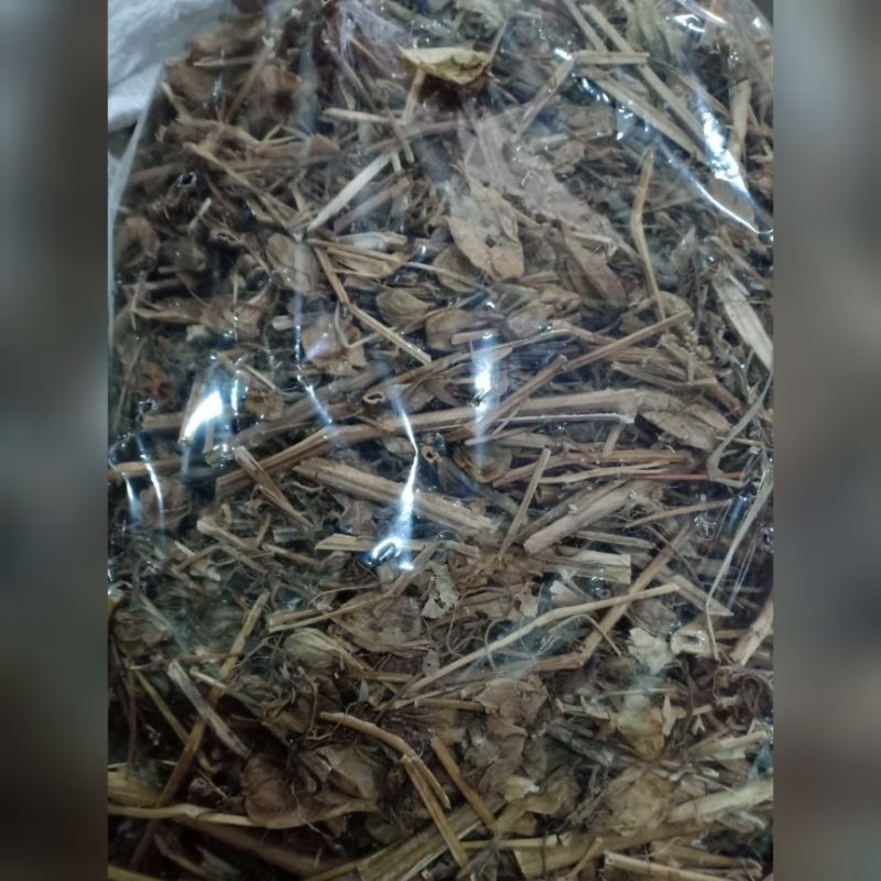 

daun ciplukan kering 500grm