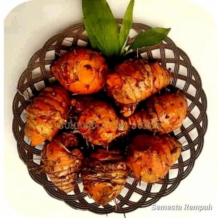 

Terlaris Biang Kepala Empu Ibu Induk Kunyit 500Gr Asli Segar