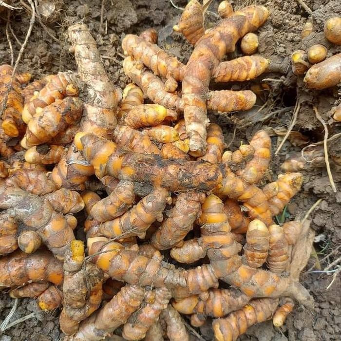 

Terlaris Kunyit Bersih Promo 500Gr Cocok Untuk Berbagai Masakan Dan Jamu