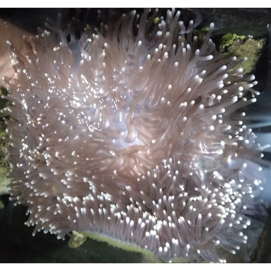 Anemon CLOWN Tip PUTIH - White Tip Clown L.T. Anemone