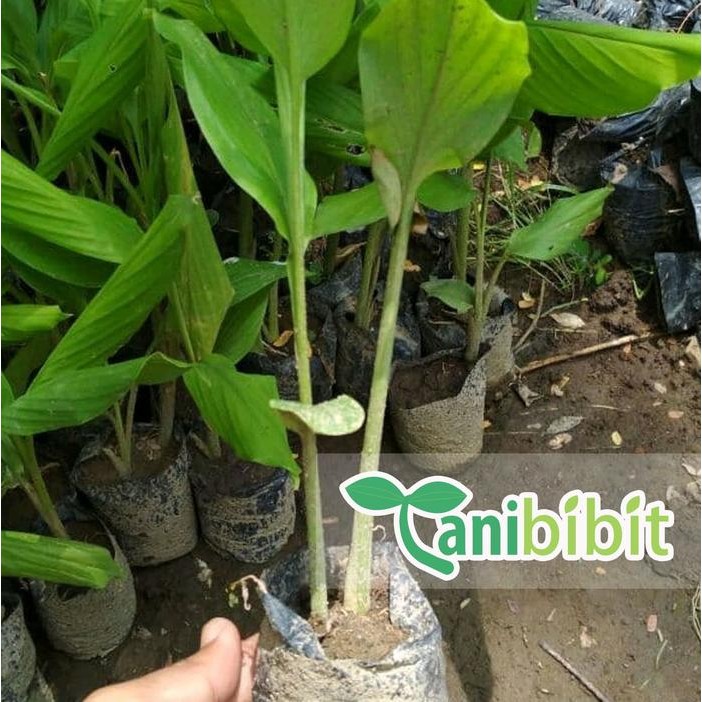 

Terlaris Bibit Pohon Tanaman Temu Putih - Kunyit Putih (Obat Herbal)