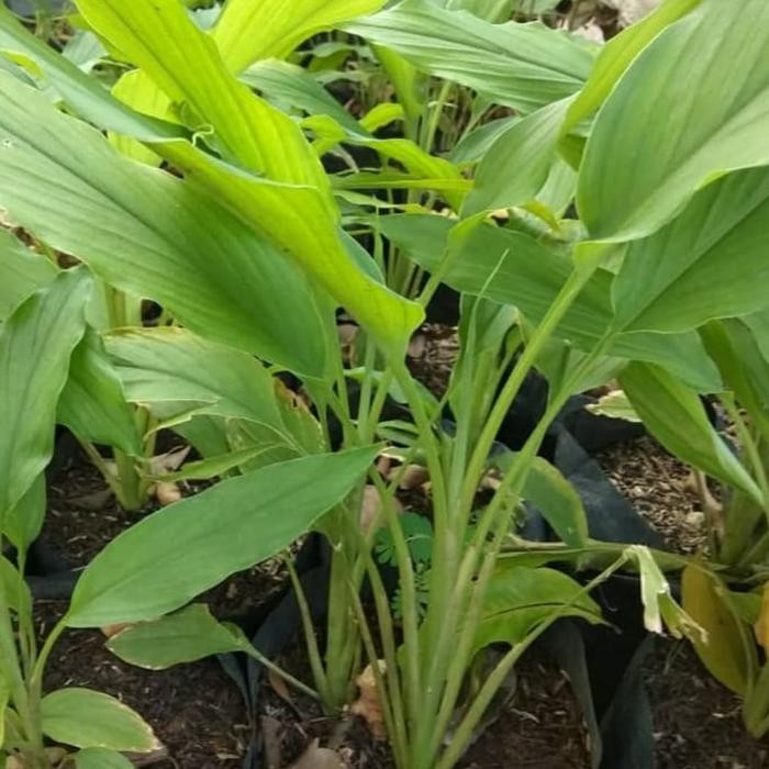 

Terlaris Bibit Tanaman Kunyit - Bibit Pohon Kunyit / Kunir- Obat Herbal