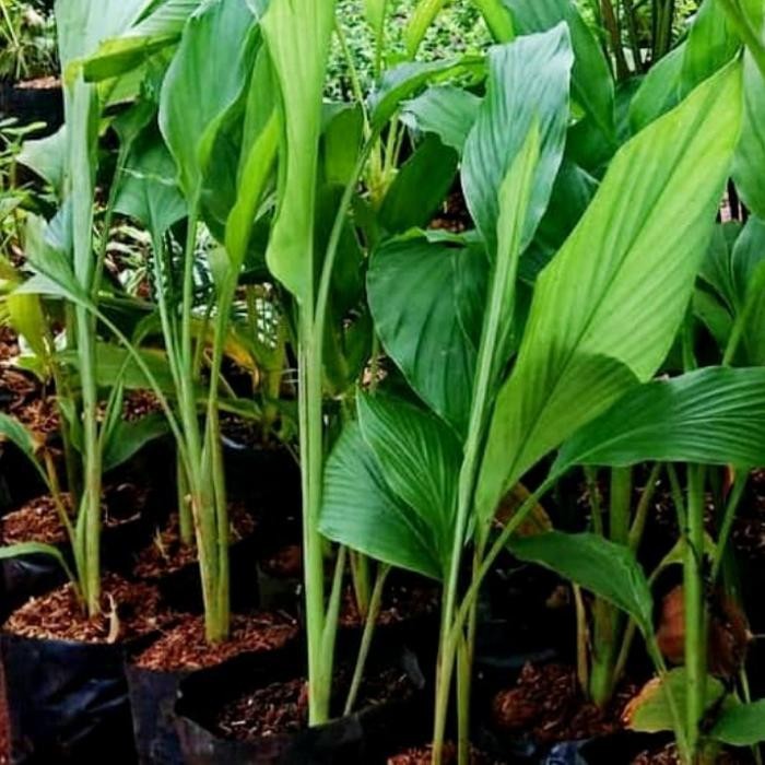 

Terlaris Tanaman Herbal Pohon Kunyit Kuning