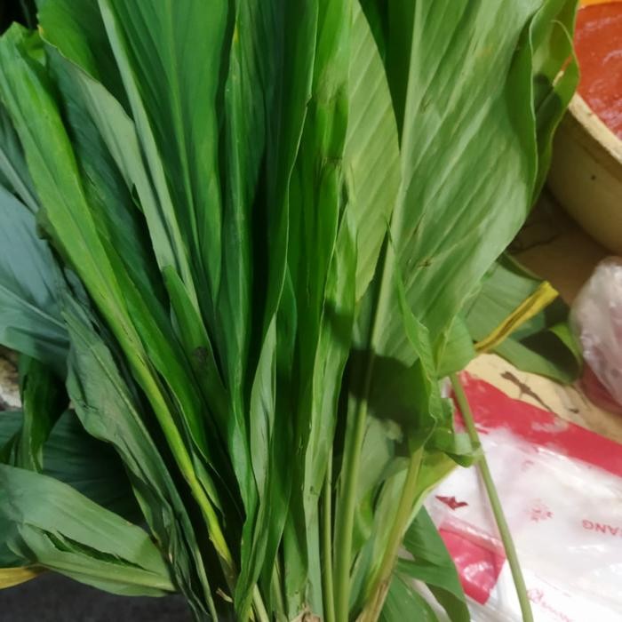 

Terlaris Daun Kunyit Segar 1 Lembar