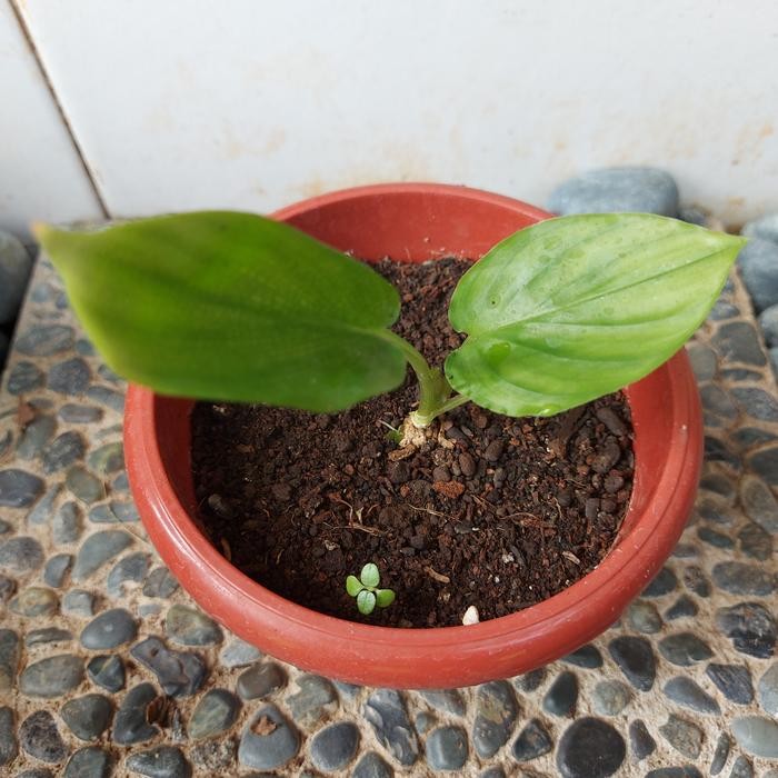 

Terlaris Kunyit Hitam Anakan 4 Daun