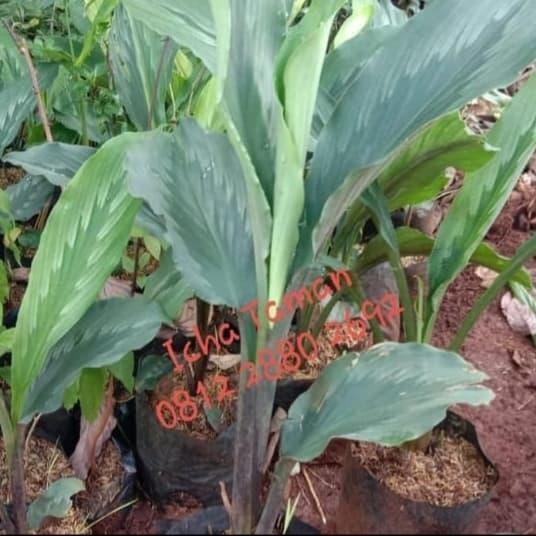 

Terlaris Pohon Kunyit Putih-Tanaman Herbal Kunyit Putih