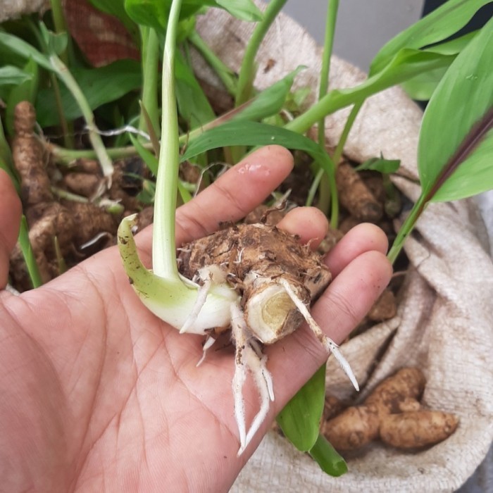 

Terlaris Paket 10 Bibit Kunyit Putih Jaminan 100% Tumbuh