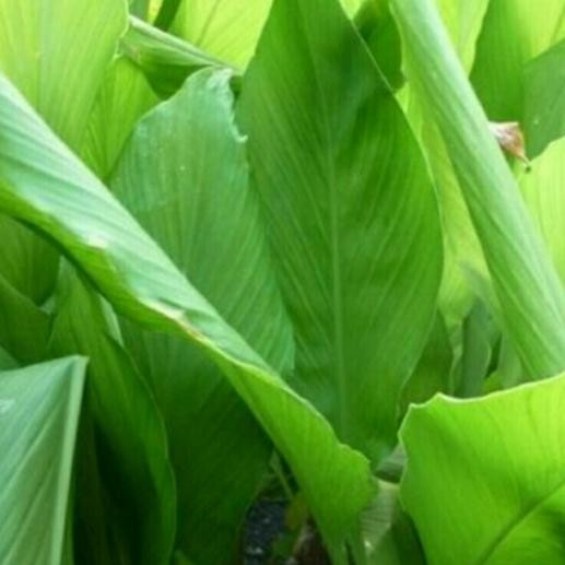 

Terlaris Daun Kunyit Segar Per 500G