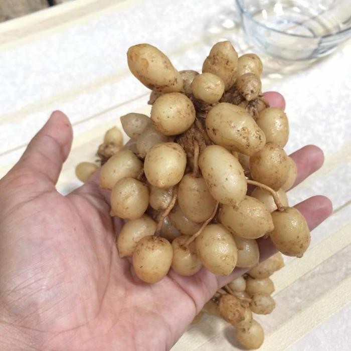 

Terlaris Jual Kunyit Putih 500 Gr Bulat Herbal