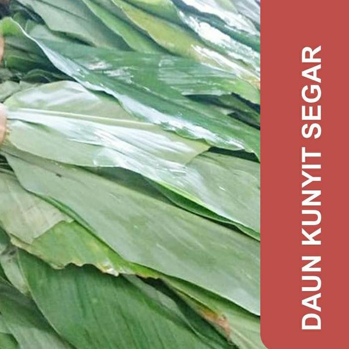 

Terlaris Daun Kunyit Segar 1 Kg