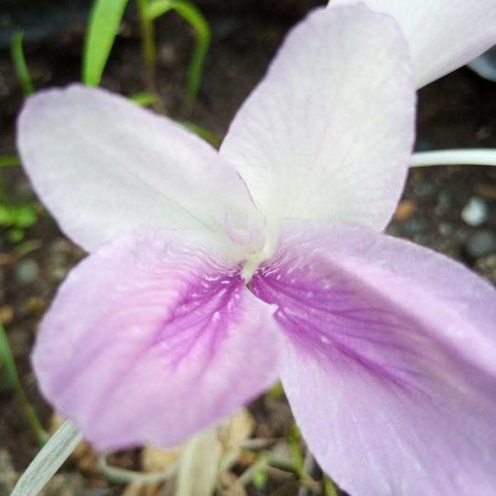 

Terlaris Tanaman Kunyit Atau Kunir Kuning