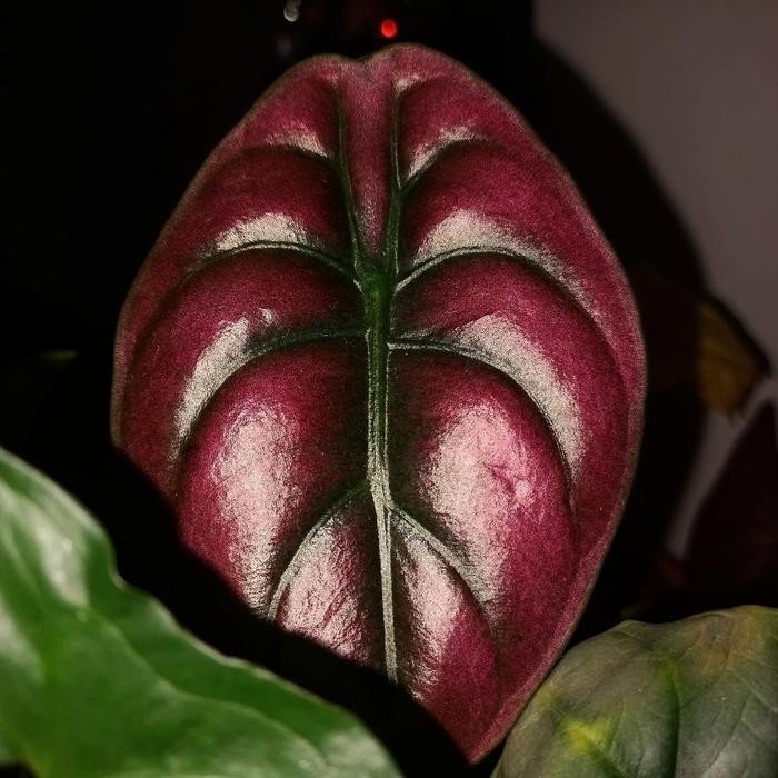 Alocasia Red Secret / Cuprea Philipina