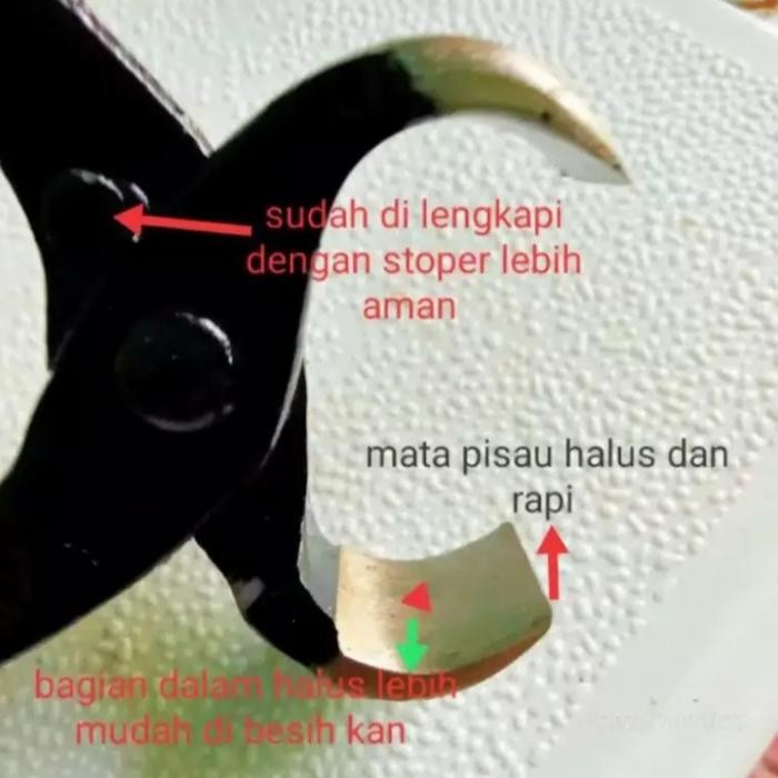 catok bonsai lokal hnmde